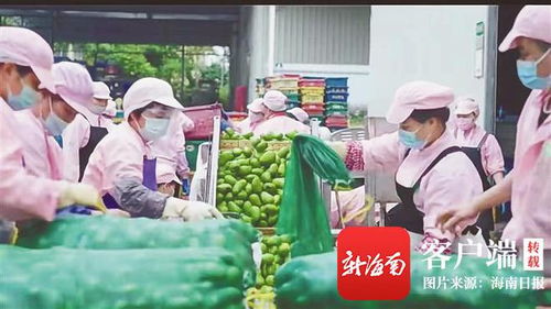 奋进新征程 逐梦自贸港 市县篇 琼海全力推动新旧动能转换 续写高质量发展华章